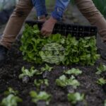 Вдъхновени от бактериите, учени разработиха наночастици за повишаване на ефективността на пестицидите