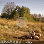 Фотокапан засне белоглав лешояд на площадката за подхранване край сливенското село Ичера