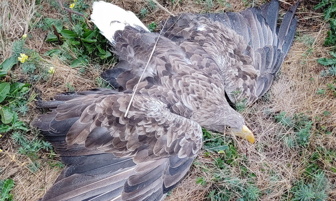 Морски орел в безпомощно състояние е спасен в Ловешко