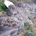 Морски орел в безпомощно състояние е спасен в Ловешко